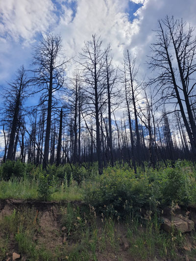 Calf Canyon Fire burn scar 