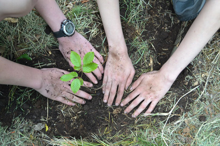 two people planting a tree