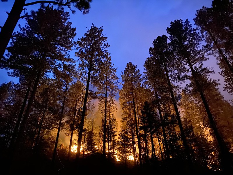 Forest Fire at night