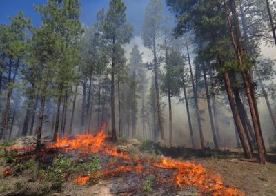 Exploring the Future of Wildfire Management: A New StoryMap from the Transformation Network