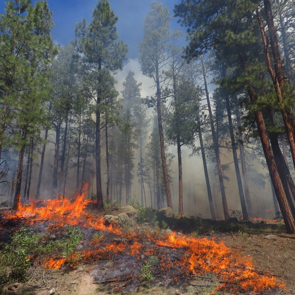 IMG_1134_PinoRx_GroundFire-3 Wildfire in forest