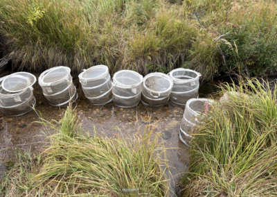 New Grant to Support Stream Restoration Research for CSU Faculty & Partners
